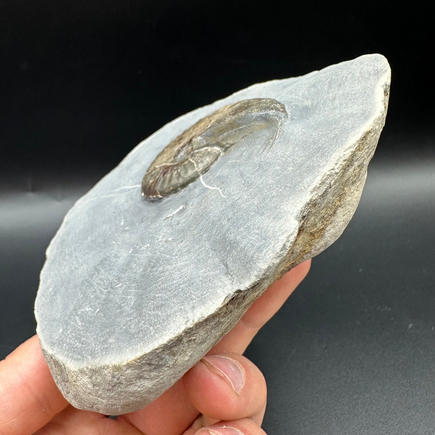 Pseudolioceras lythense Ammonite fossil with box and stand - Whitby, North Yorkshire, Yorkshire Fossils on the Jurassic Coast