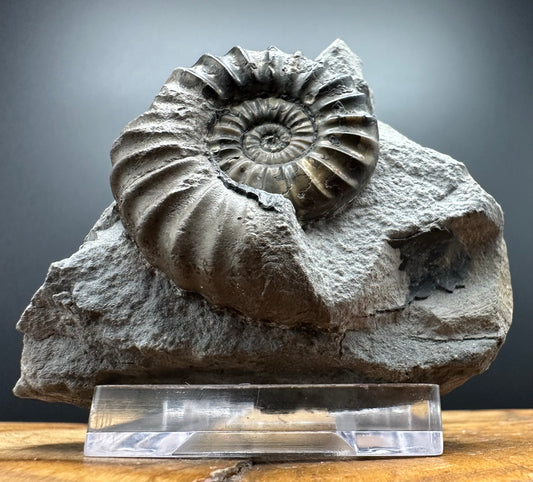 Aegasteroceras sagittarium ammonite fossil with box and stand - Whitby, North Yorkshire Jurassic Coast Yorkshire Fossils