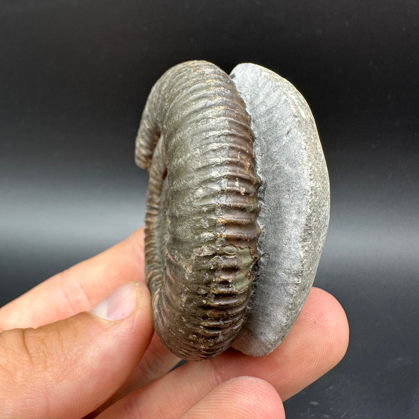 Dactylioceras Ammonite Fossil With Box And Stand - Whitby, North Yorkshire Jurassic Coast Yorkshire Fossils
