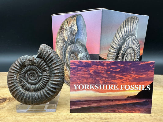 Dactylioceras Ammonite Fossil With box and Stand - Whitby, North Yorkshire Jurassic Coast Yorkshire Fossils