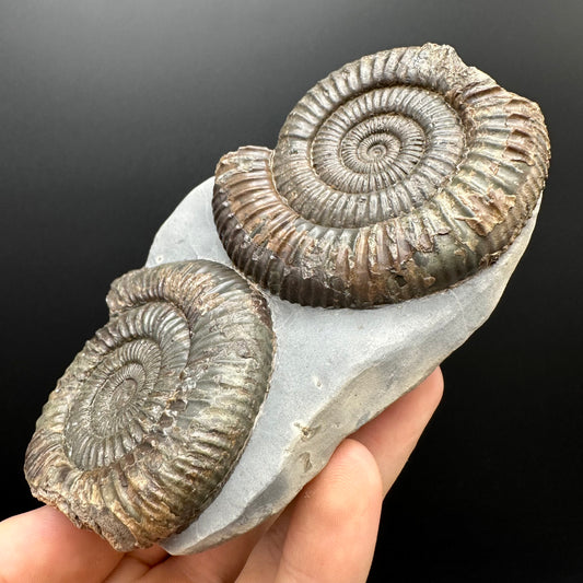 Dactylioceras Ammonite Fossil With Stand - Whitby, North Yorkshire Jurassic Coast Yorkshire Fossils