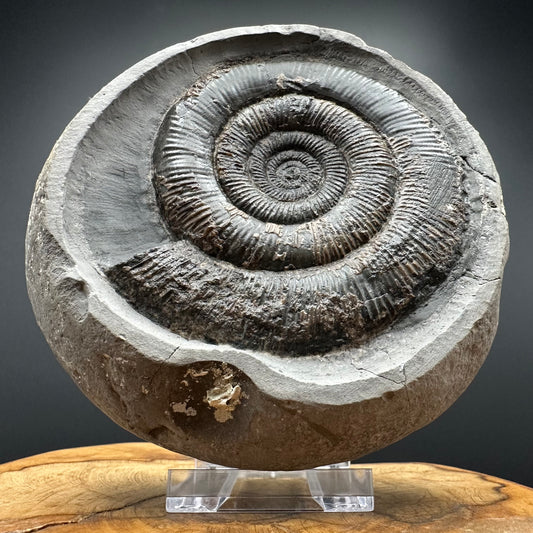 Dactylioceras tenuicostatum Ammonite fossil with box and stand - Whitby, North Yorkshire Jurassic Coast