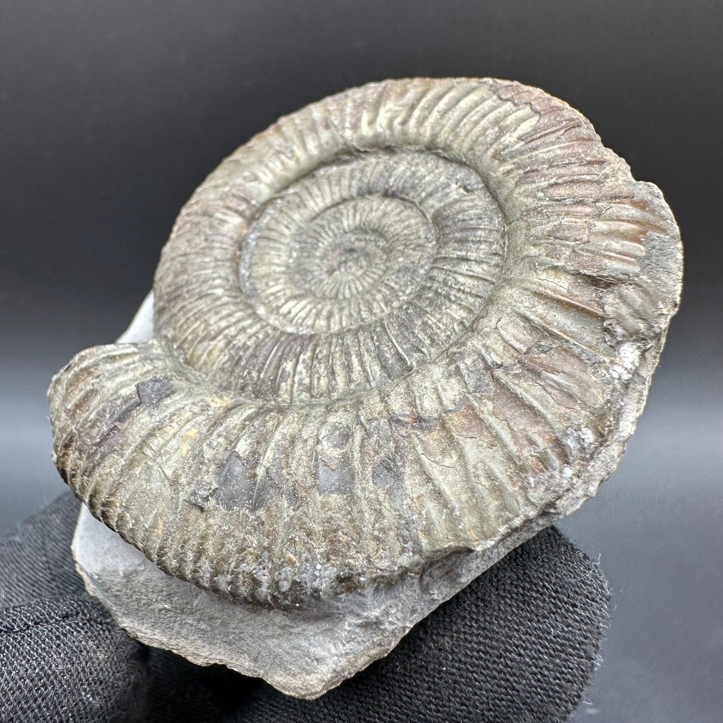 Dactylioceras Ammonite Fossil With Box And Stand - Whitby, North Yorkshire Jurassic Coast Yorkshire Fossils