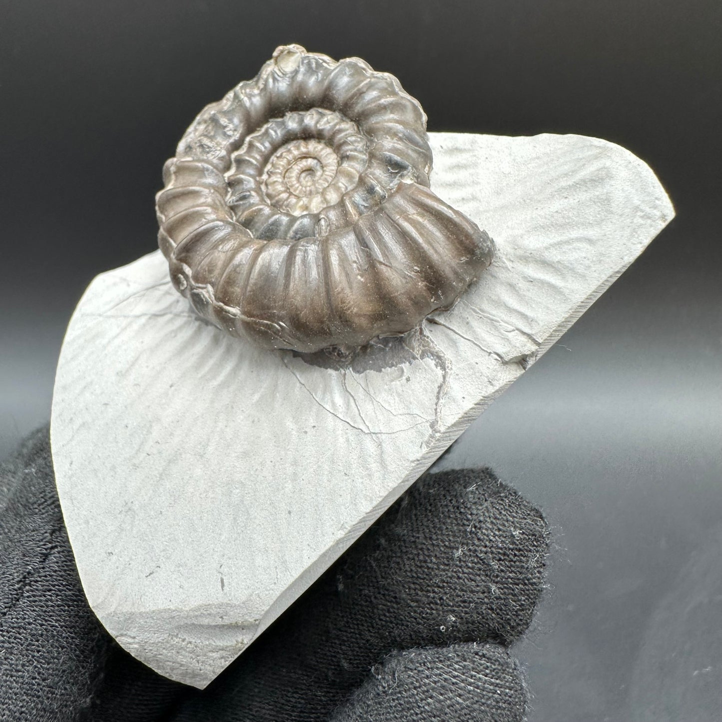 Gagaticeras Ammonite fossil with box and stand - Whitby, North Yorkshire Jurassic Coast Yorkshire Fossils