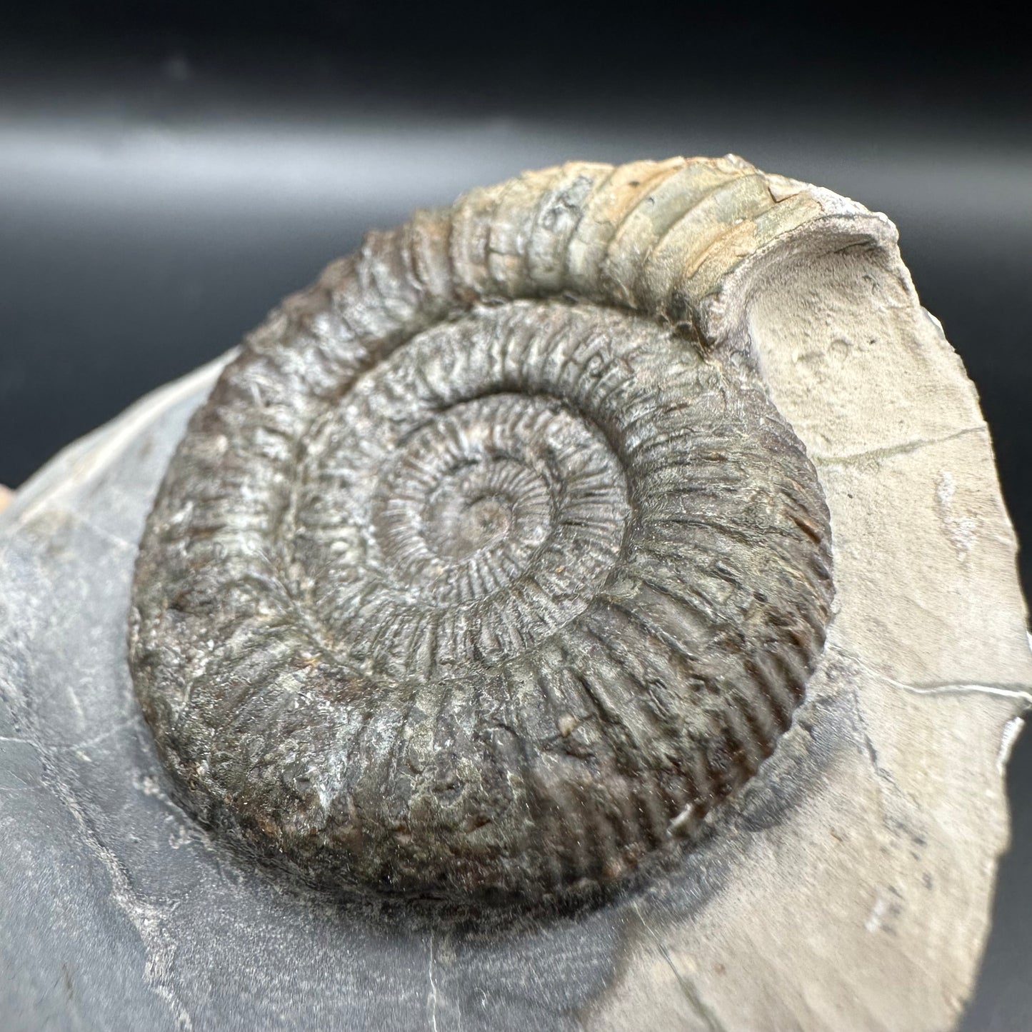 Dactylioceras Multi ammonite fossil with box and stand - Whitby, North Yorkshire Jurassic Coast, Yorkshire Fossils