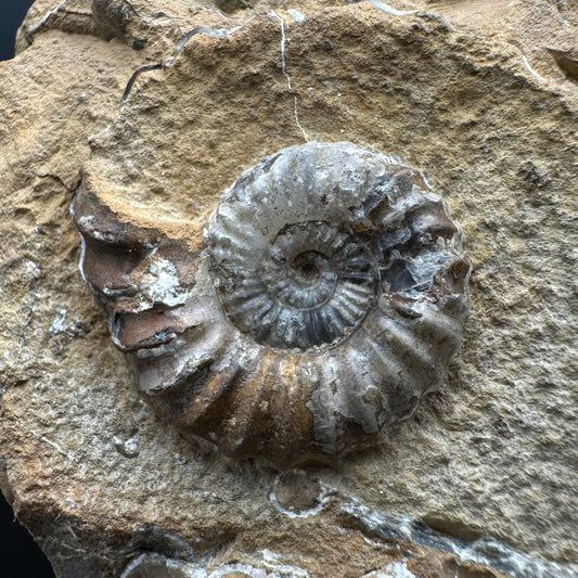 Androgynoceras capricornus Ammonite Fossil With Stand - Whitby, North Yorkshire Jurassic Coast Yorkshire Fossils