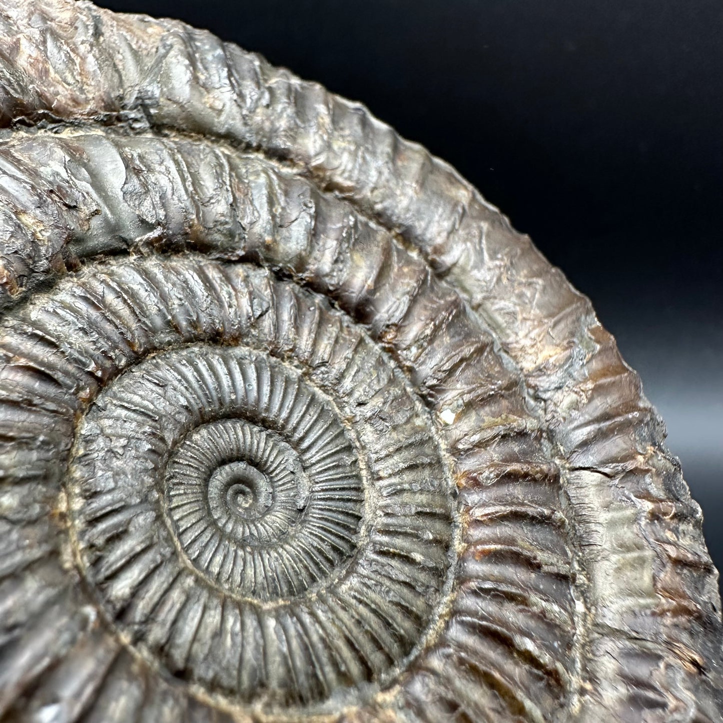 Dactylioceras Ammonite Fossil With box and Stand - Whitby, North Yorkshire Jurassic Coast Yorkshire Fossils