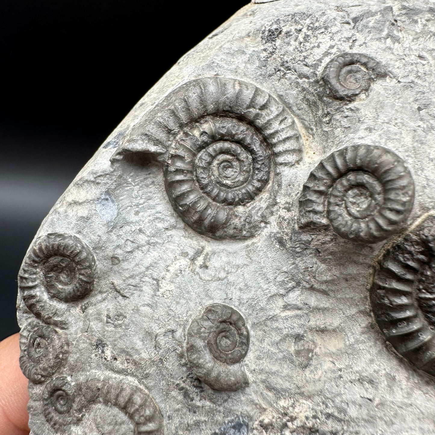 Arnioceras ammonite shell fossil with stand - Whitby, North Yorkshire Jurassic Coast Yorkshire Fossils