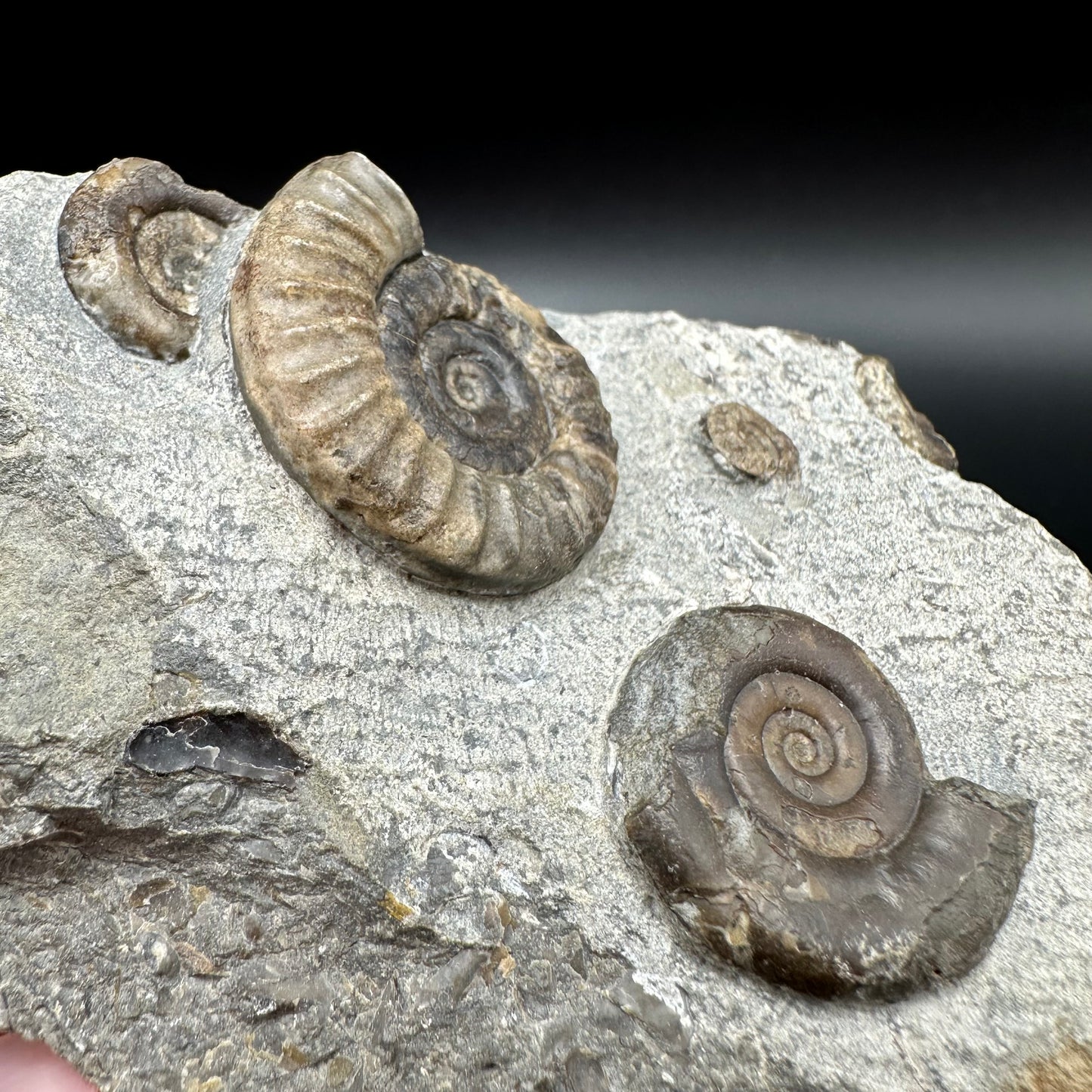 Arnioceras ammonite shell fossil with box and stand - Whitby, North Yorkshire Jurassic Coast Yorkshire Fossils