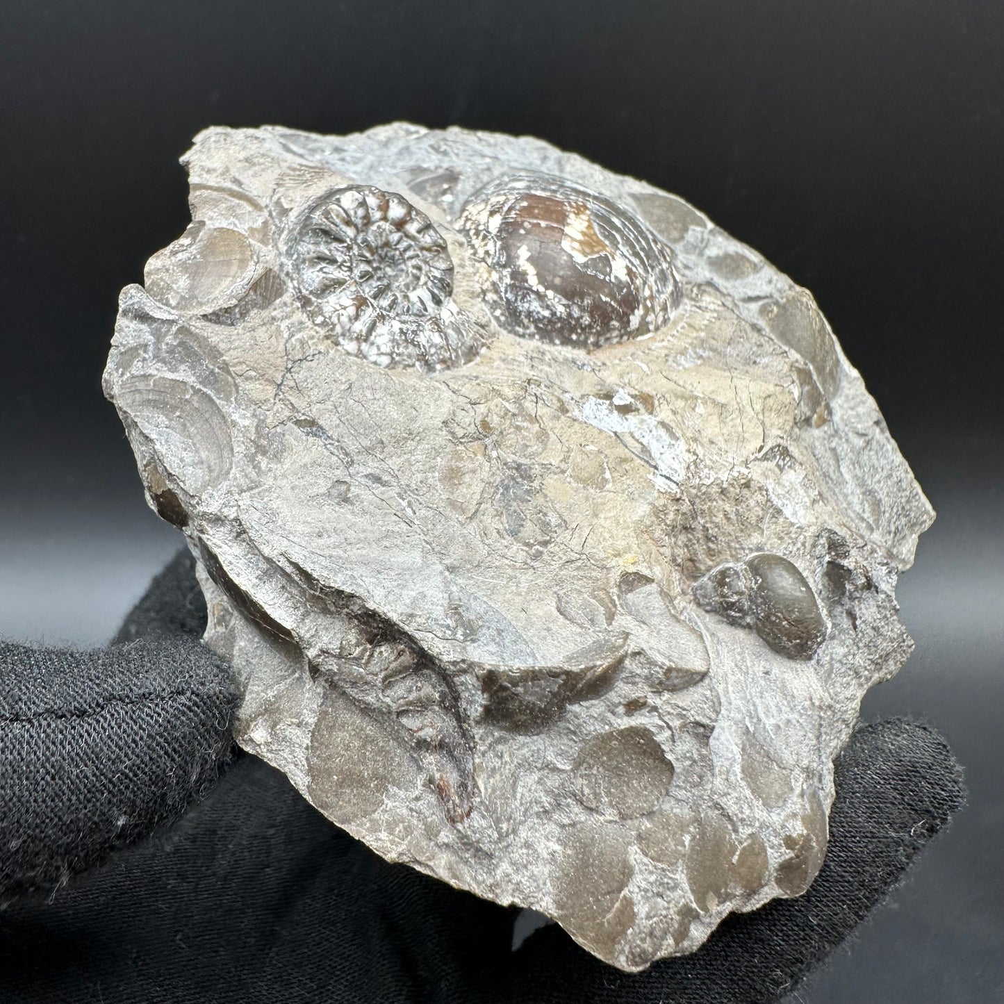 Amaltheus subnodosus Ammonite fossil with box and stand - Whitby, North Yorkshire Jurassic Coast Yorkshire Fossils