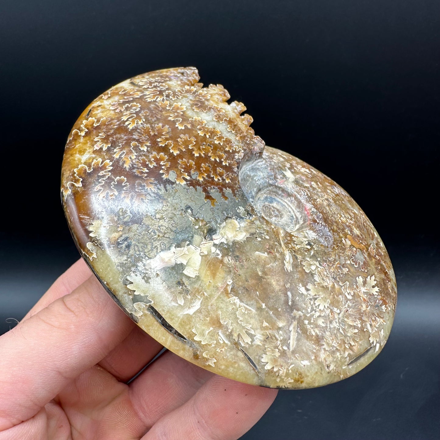 Cleoniceras Ammonite Fossil With Box And Stand - Cretaceous Ammonite Madagascar