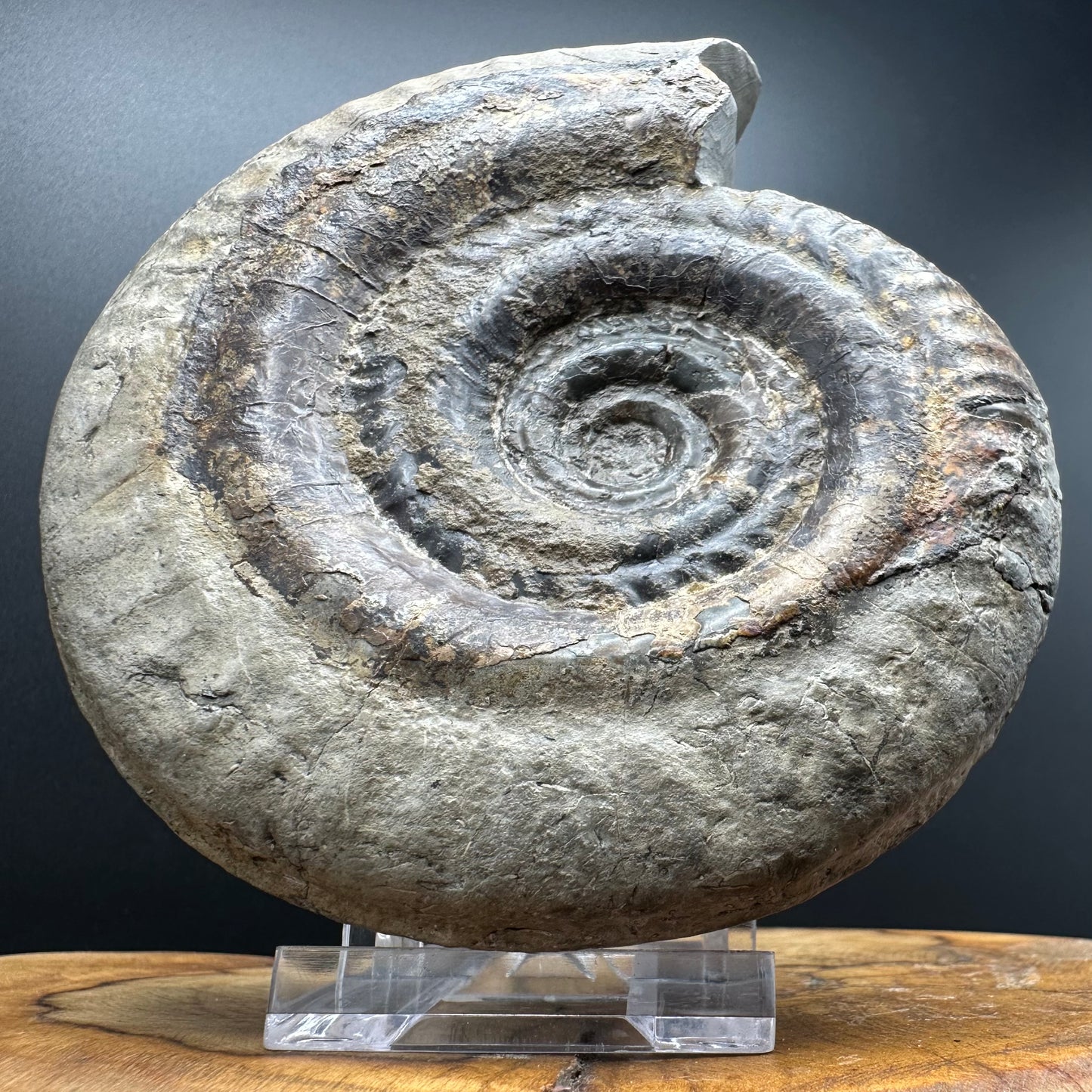 Hildoceras Bifrons Ammonite fossil with stand - Whitby, North Yorkshire Jurassic Coast, Yorkshire Fossils from the Jurassic Coast