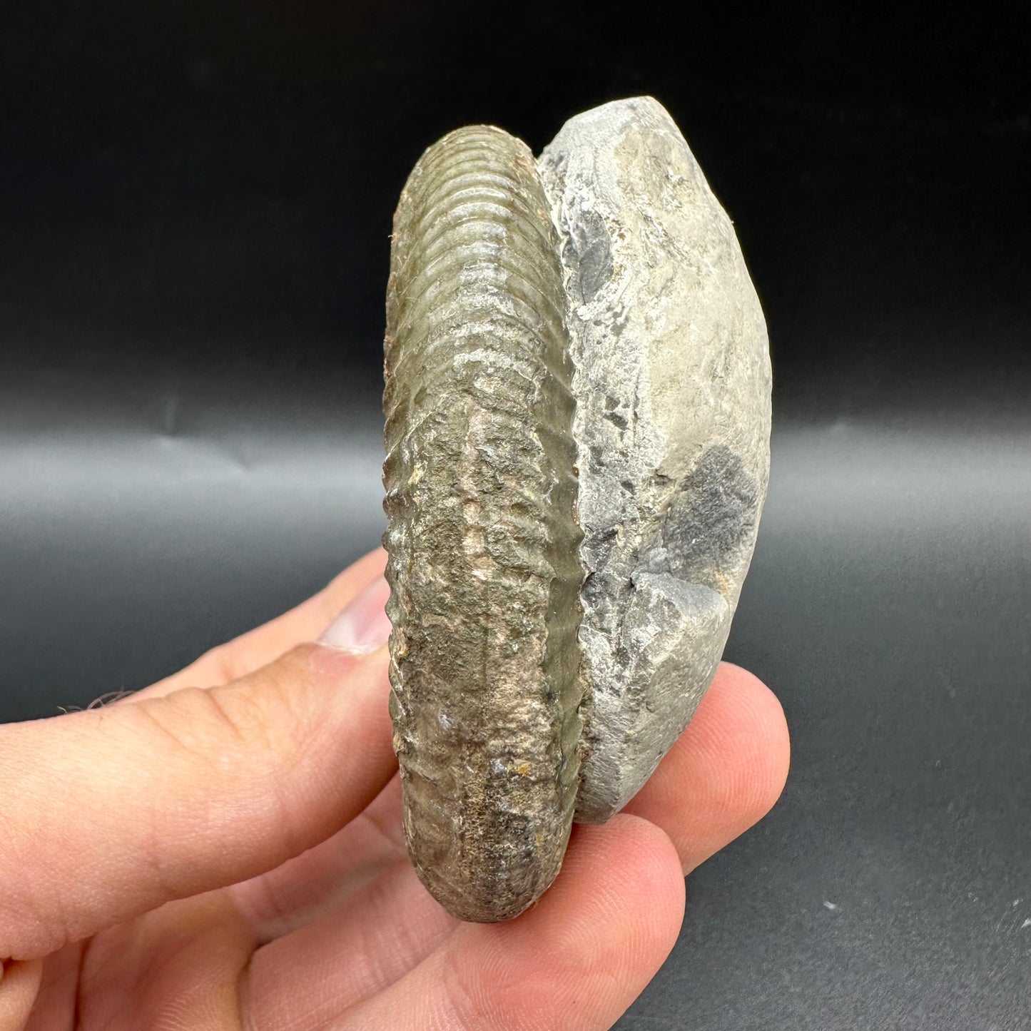 Dactylioceras Ammonite Fossil With Box And Stand - Whitby, North Yorkshire Jurassic Coast Yorkshire Fossils