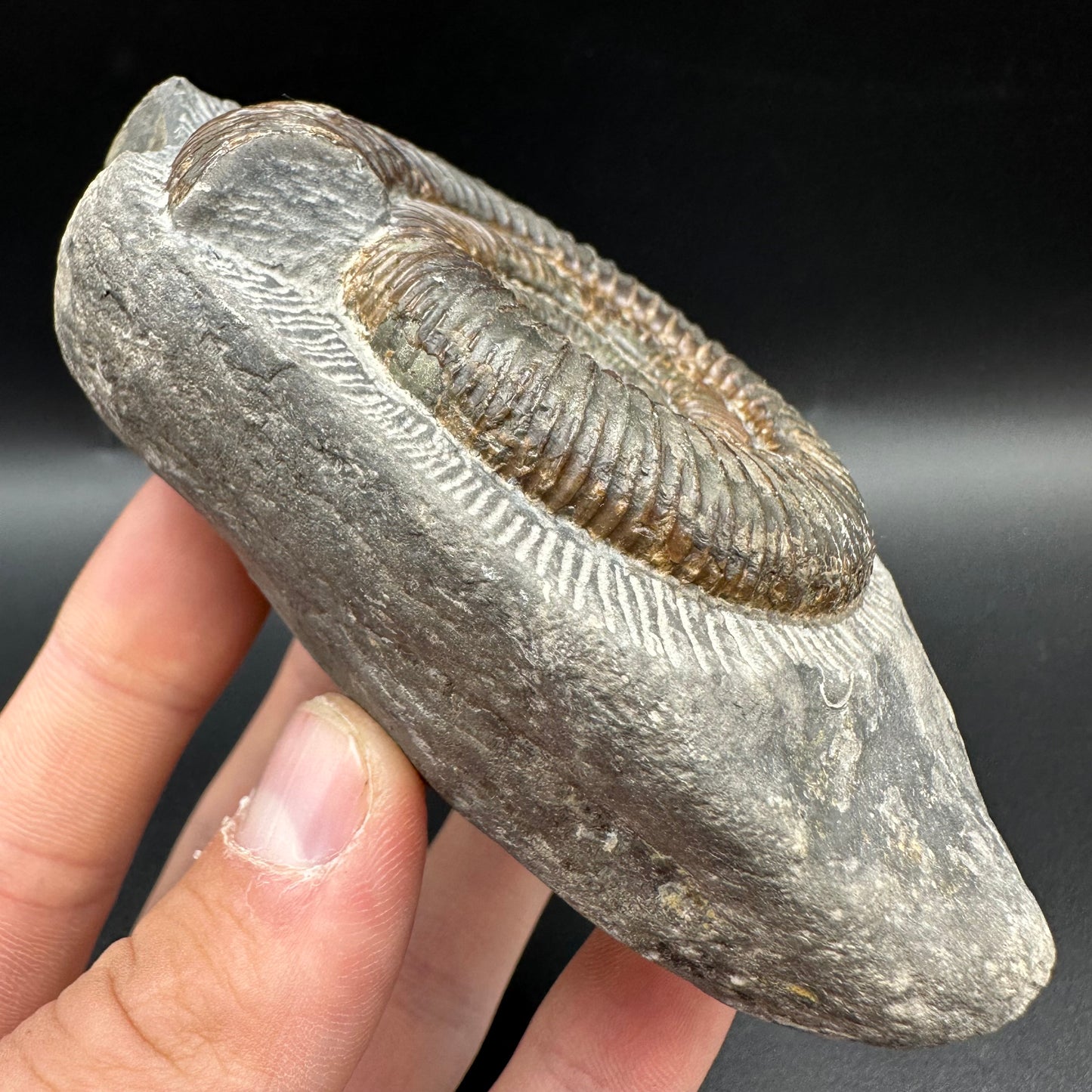 Dactylioceras Ammonite Fossil With Box And Stand - Whitby, North Yorkshire Jurassic Coast Yorkshire Fossils