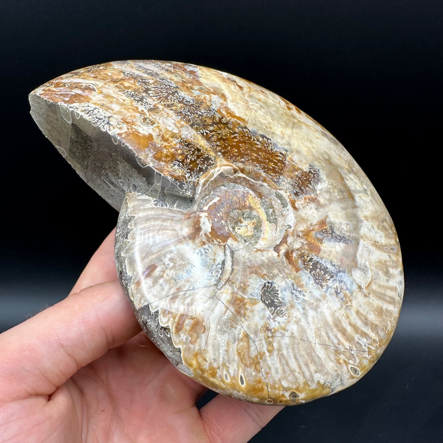 Cleoniceras Ammonite Fossil With Stand - Cretaceous Ammonite Madagascar