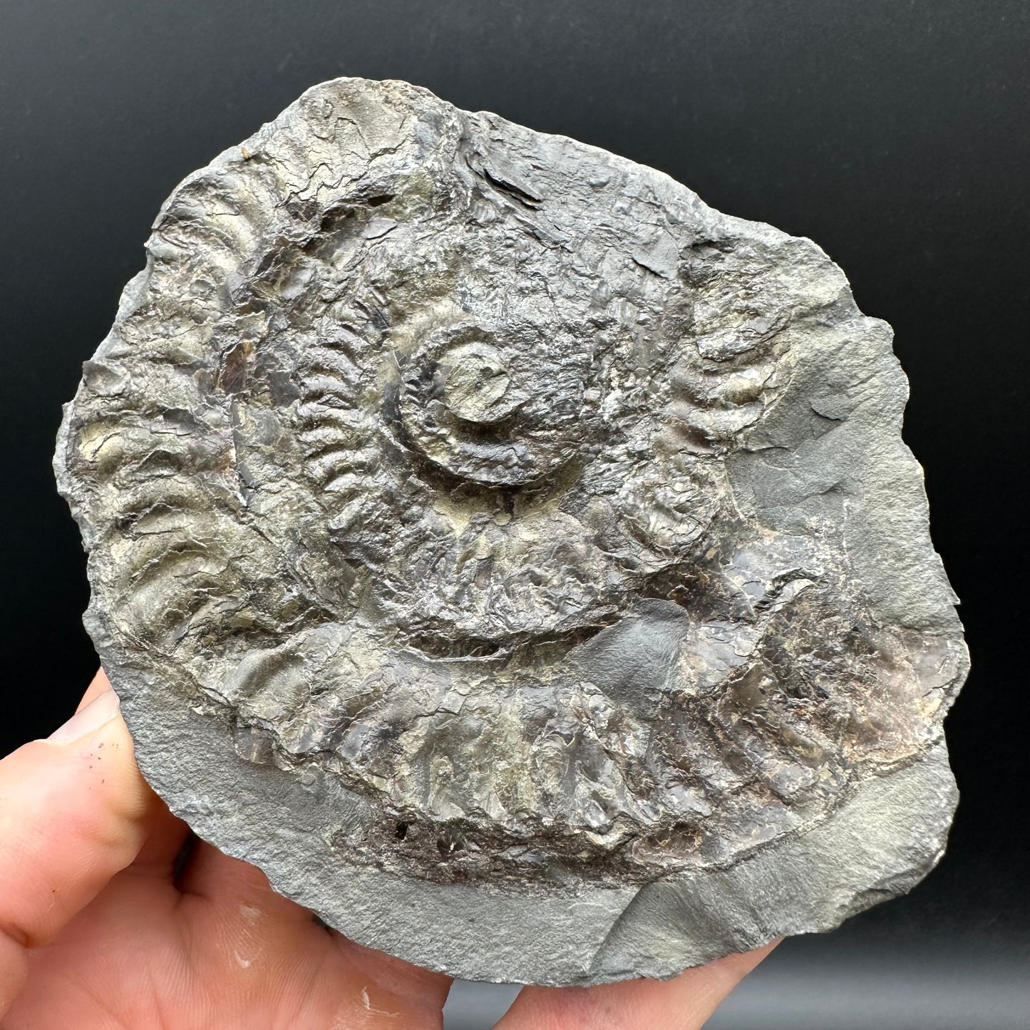 Hildoceras lusitanicum Ammonite Nodule (split pair) Fossil With Stand - Whitby, North Yorkshire Jurassic Coast Yorkshire Fossils