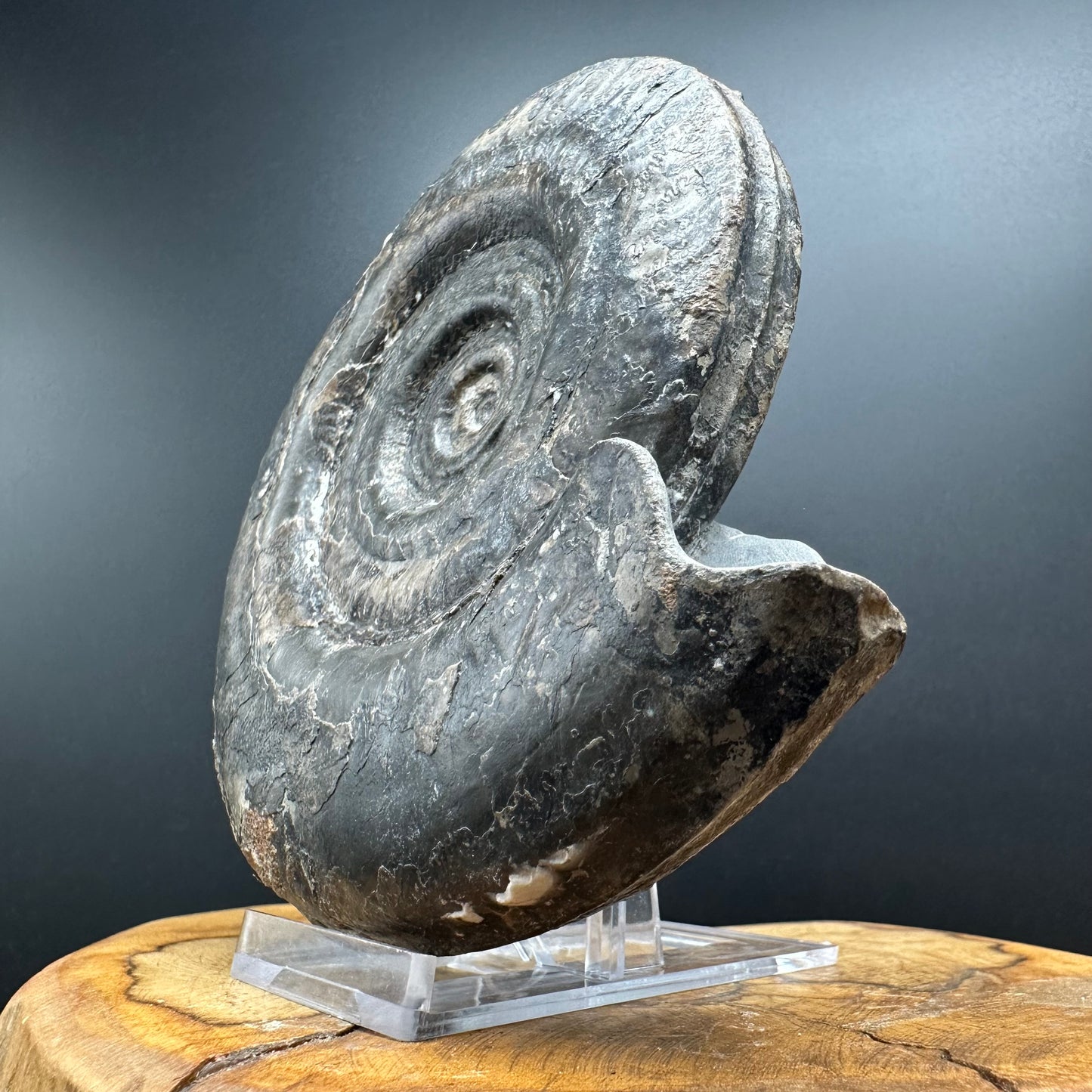 Hildoceras Bifrons Ammonite fossil with stand - Whitby, North Yorkshire Jurassic Coast, Yorkshire Fossils from the Jurassic Coast