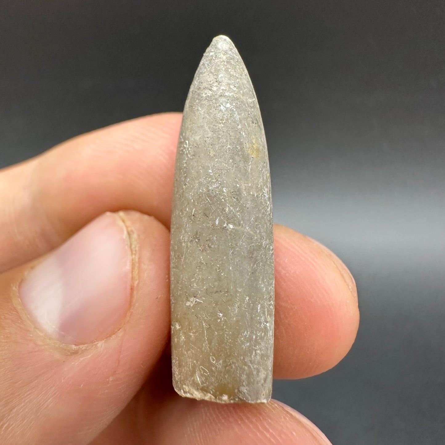 Belemnite (Fossil Squid) shell fossil - Whitby, North Yorkshire Jurassic Coast Yorkshire Fossils