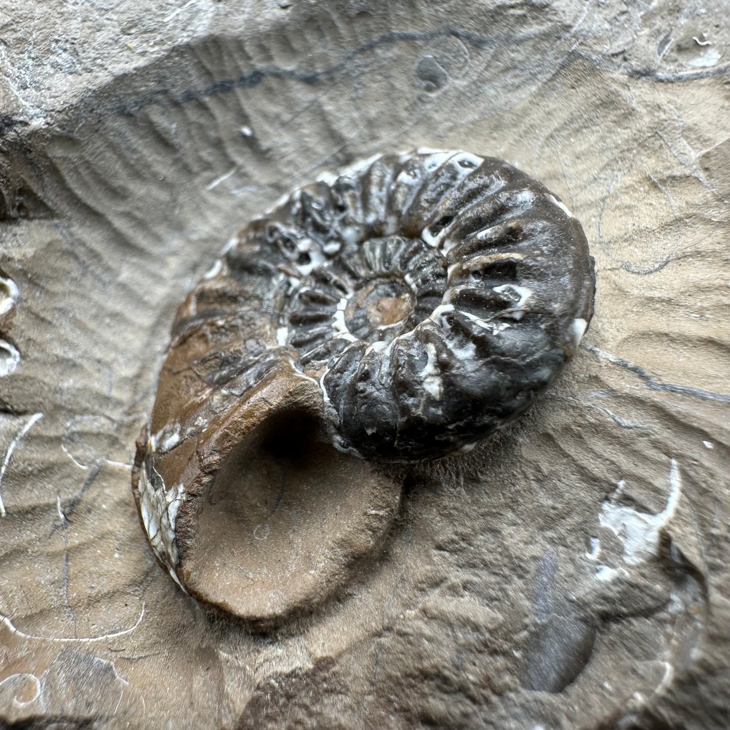 Amaltheus subnodosus Ammonite fossil with box and stand - Whitby, North Yorkshire Jurassic Coast Yorkshire Fossils