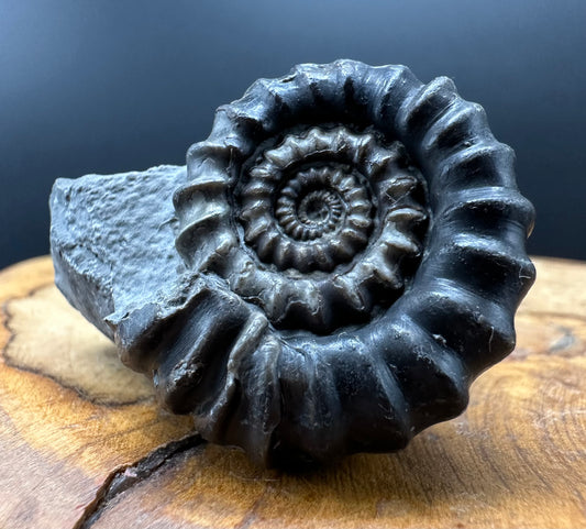 Gagaticeras Ammonite fossil with box and stand - Whitby, North Yorkshire Jurassic Coast Yorkshire Fossils