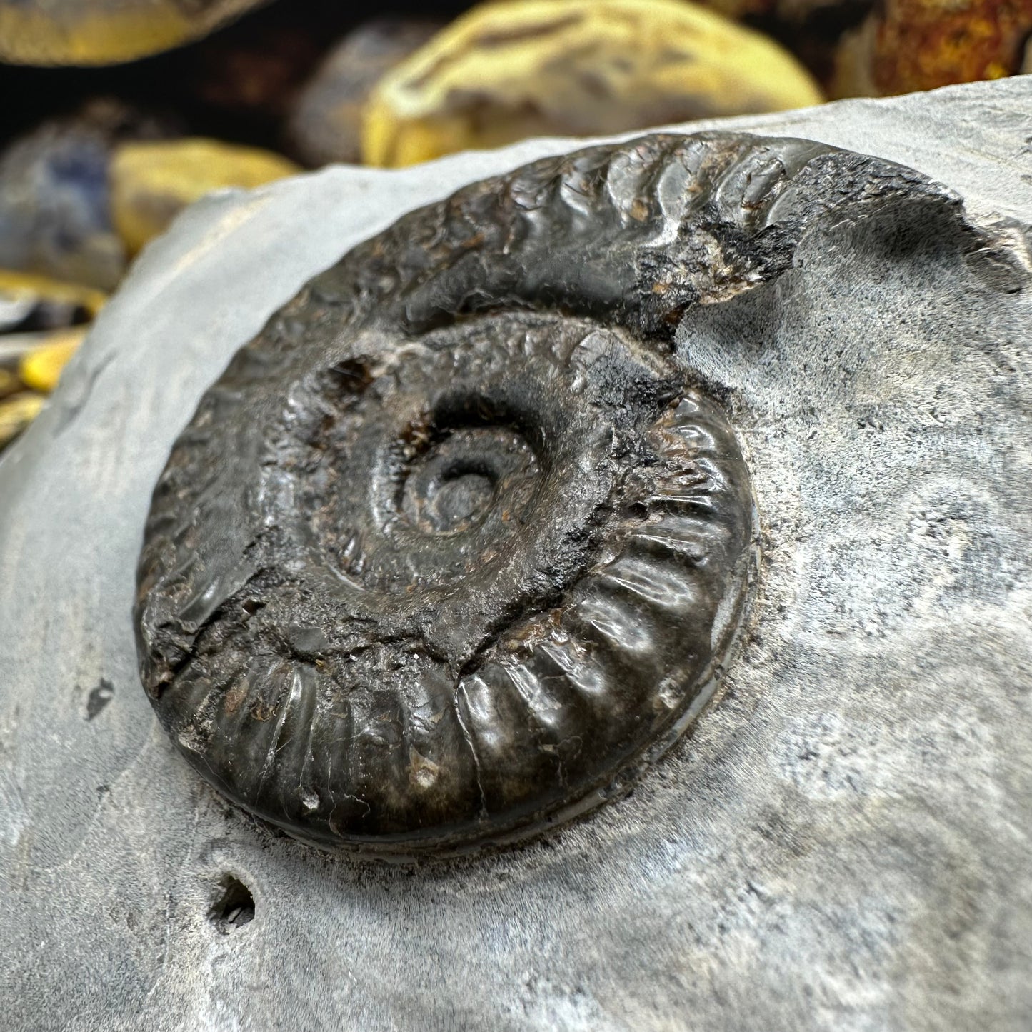 Hildoceras lusitanicum ammonite fossil - Whitby, North Yorkshire, Jurassic Coast, Yorkshire Fossils