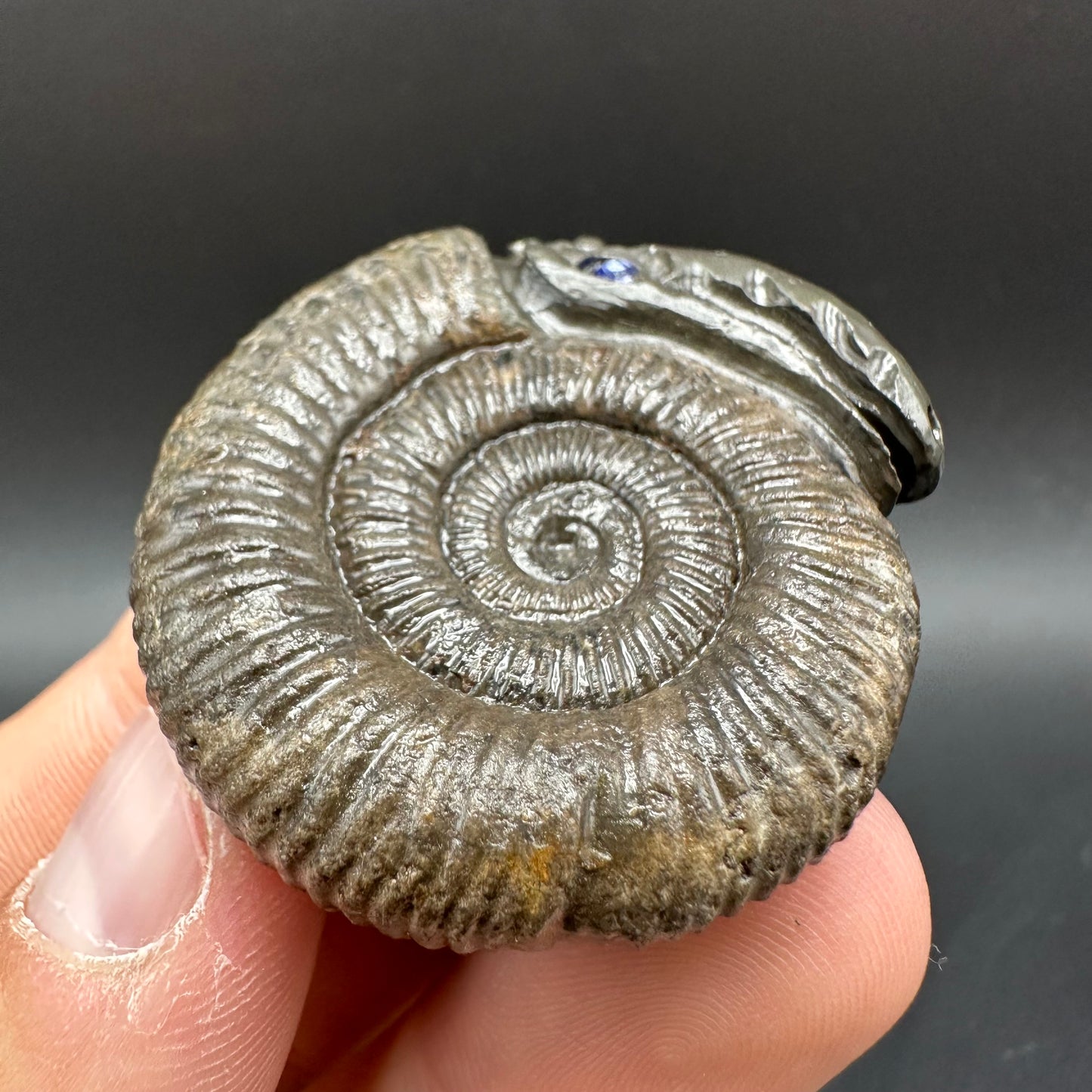 Snakestone Ammonite Fossil With Bag/Box And Stand - Whitby, North Yorkshire Jurassic Coast Yorkshire Fossils