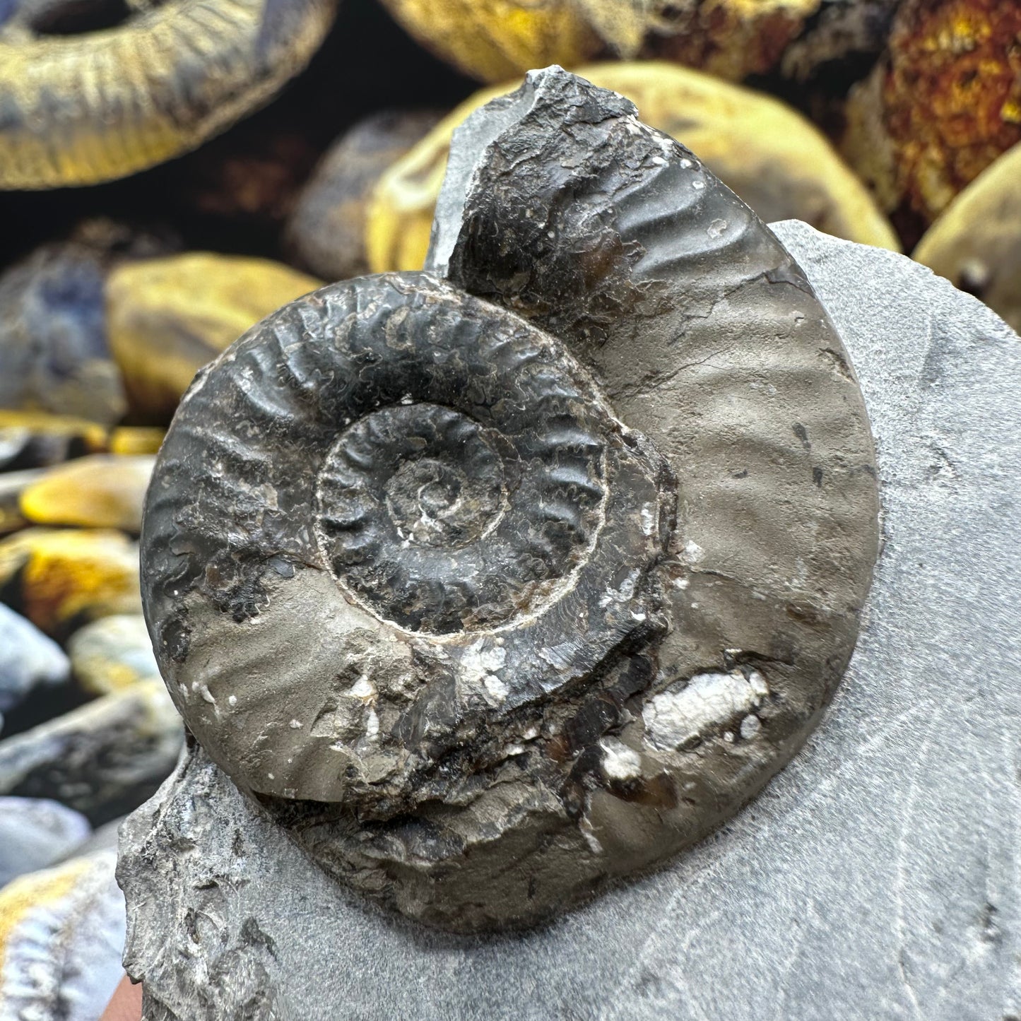 Grammoceras thoaurense ammonite shell fossil - Whitby, North Yorkshire