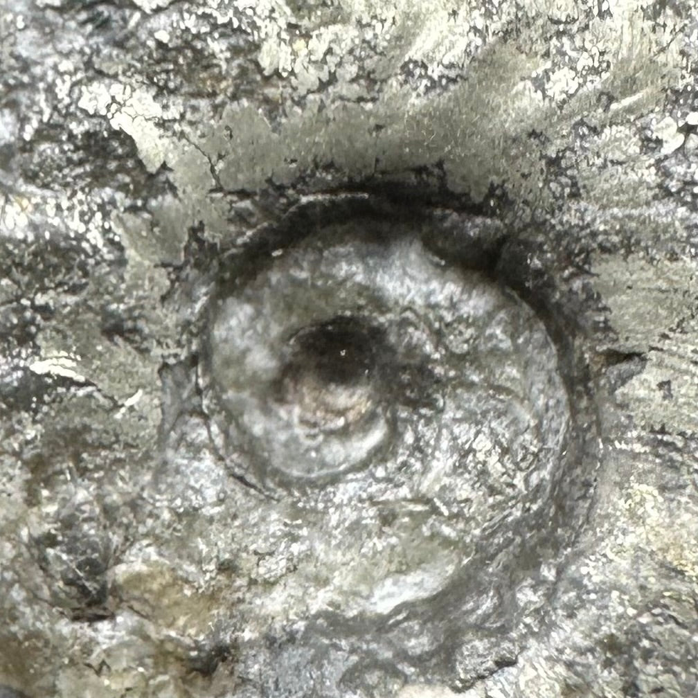 Golden Harpoceras Sp. Ammonite fossil with box and stand - Whitby, North Yorkshire Jurassic Coast Yorkshire Fossils