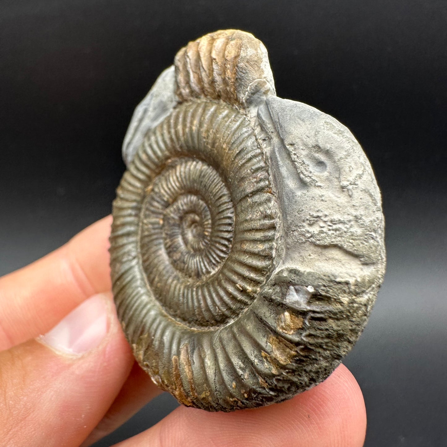 Hydra Snakestone Ammonite Fossil With Bag/Box And Stand - Whitby, North Yorkshire Jurassic Coast Yorkshire Fossils