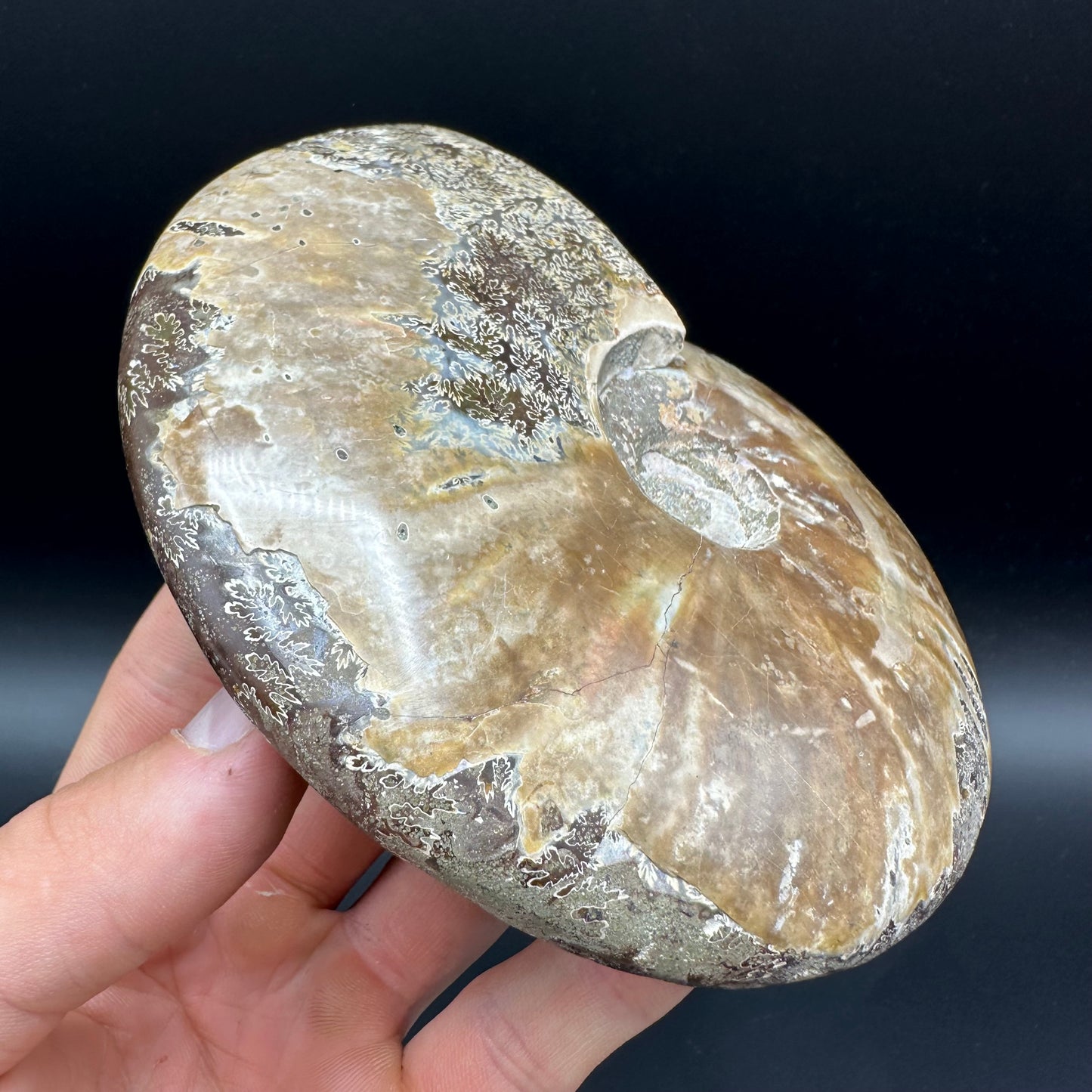 Cleoniceras Ammonite Fossil With Stand - Cretaceous Ammonite Madagascar