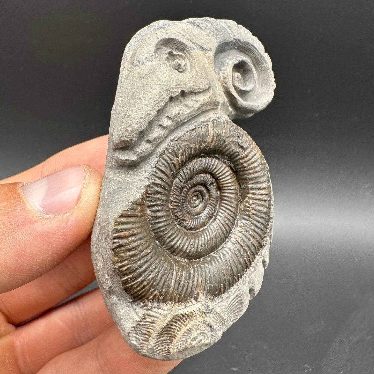‘Rammonite’ Snakestone Ammonite Fossil With Bag/Box And Stand - Whitby, North Yorkshire Jurassic Coast Yorkshire Fossils by