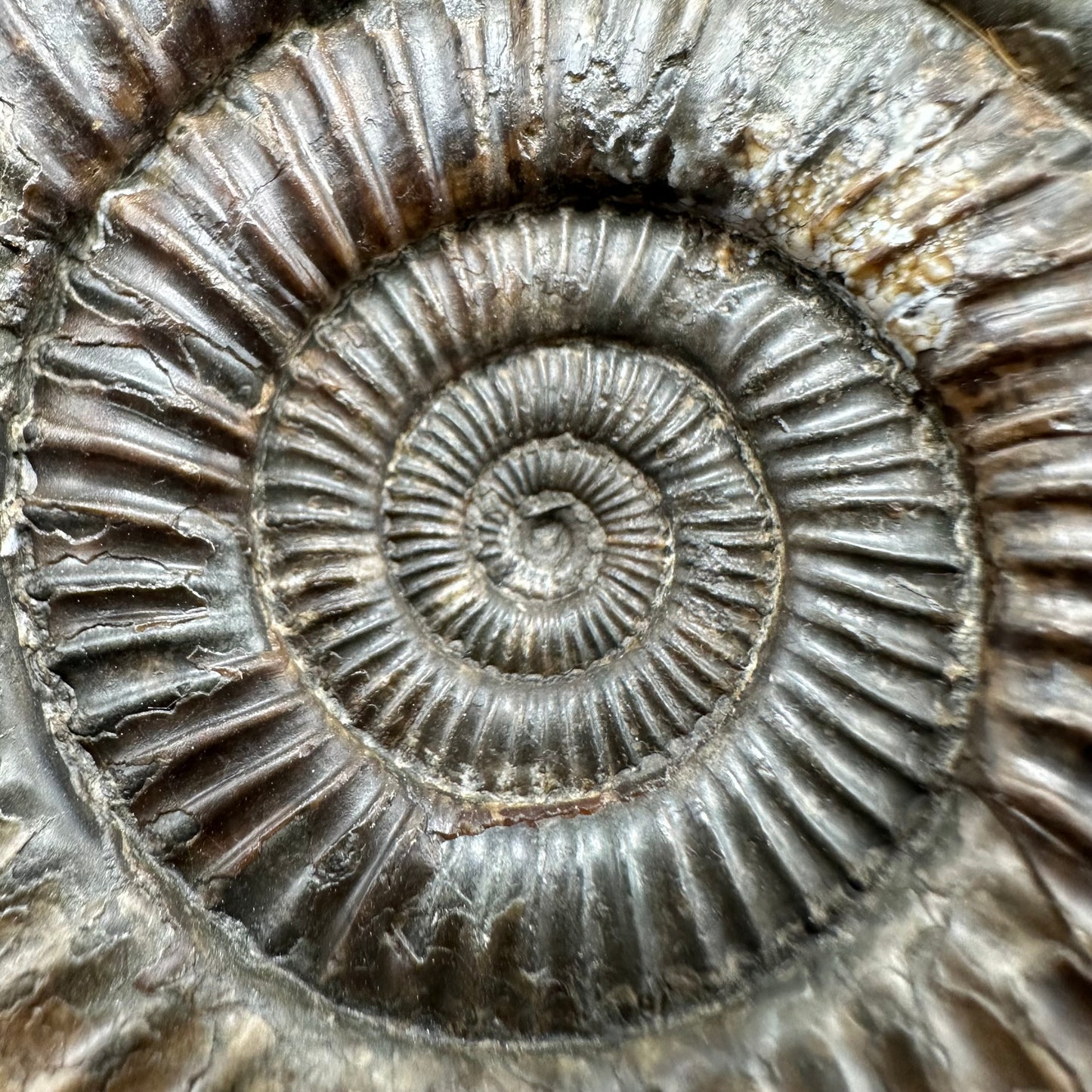 Fully Shelled Dactylioceras Ammonite Fossil With Box And Stand - Whitby, North Yorkshire Jurassic Coast Yorkshire Fossils