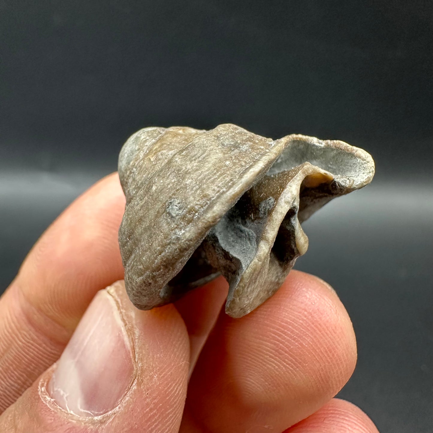 Gastropod Shell Fossil With Box And Stand - Whitby, North Yorkshire, Jurassic Coast, Yorkshire Fossils