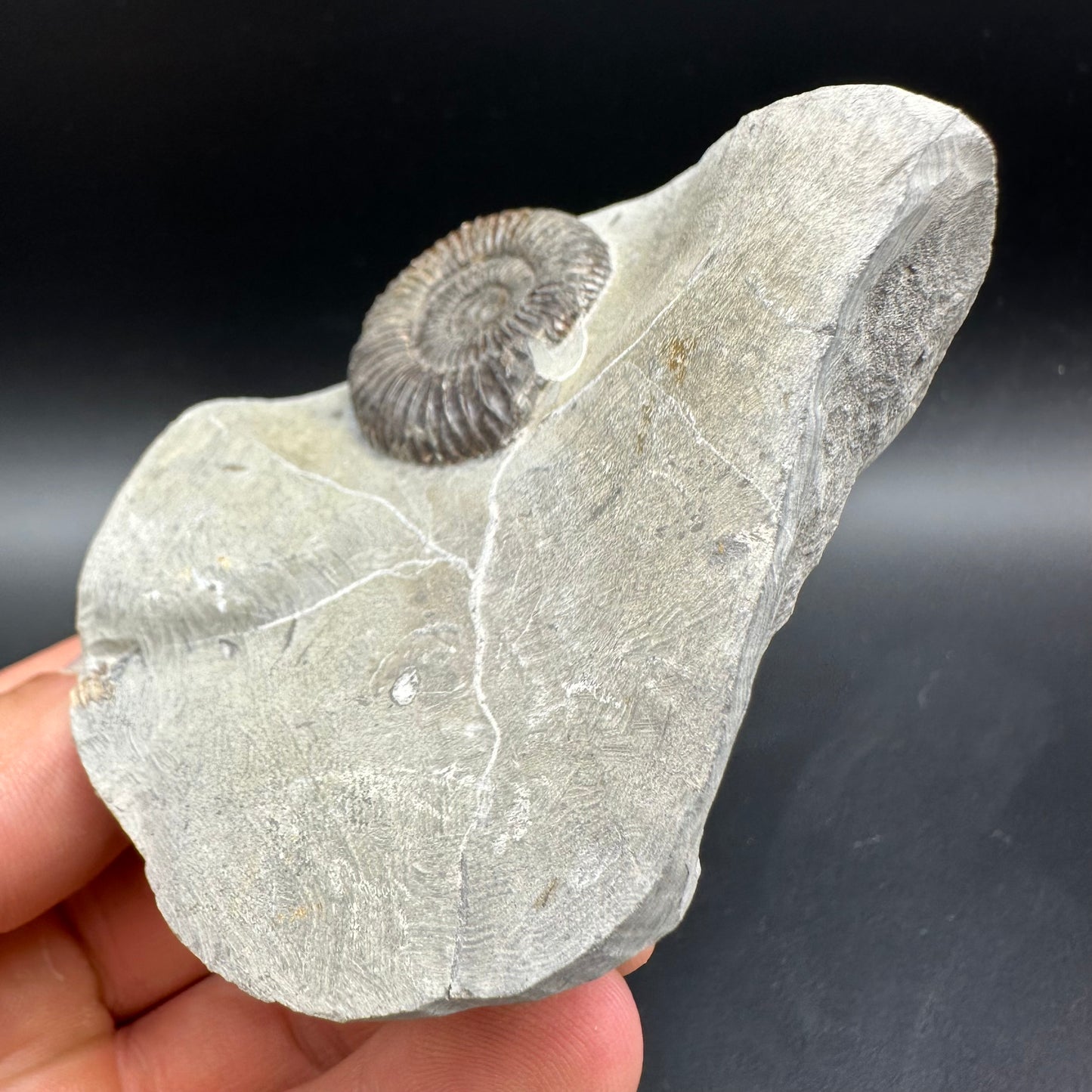 Dactylioceras Ammonite Fossil With Box And Stand - Whitby, North Yorkshire Jurassic Coast Yorkshire Fossils