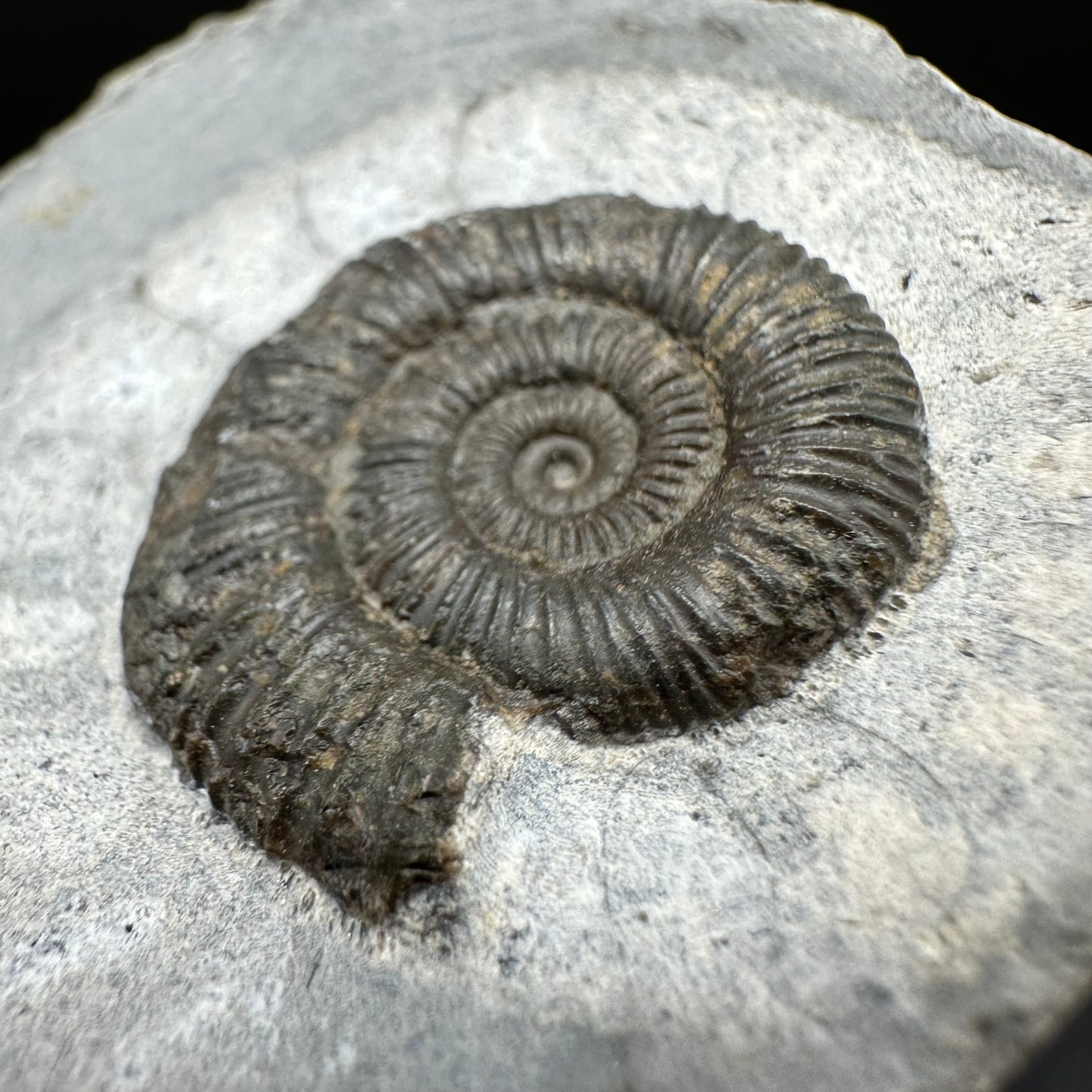 Dactylioceras Ammonite Fossil With Box And Stand - Whitby, North Yorkshire Jurassic Coast Yorkshire Fossils
