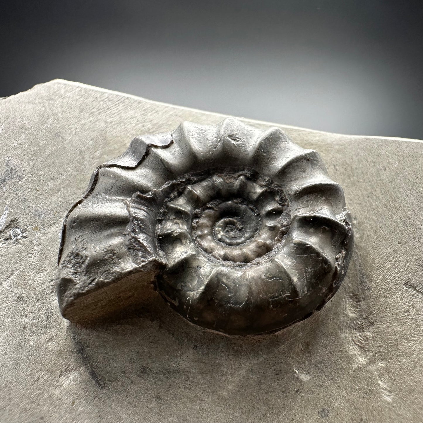 Eugassiceras Ammonite shell fossil with box and stand - Whitby, North Yorkshire Jurassic Coast Yorkshire Fossils