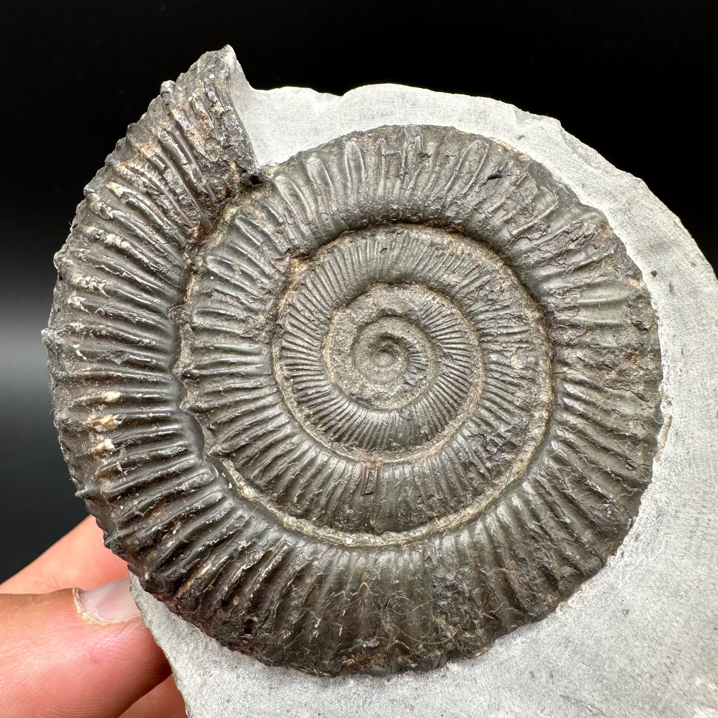 Peronoceras turriculatum Ammonite fossil with box and stand - Whitby, North Yorkshire Jurassic Coast, Yorkshire fossils