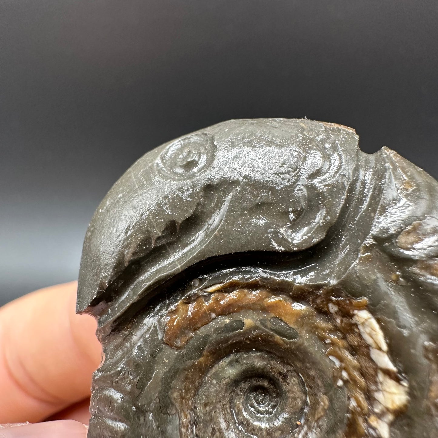 Snakestone Ammonite Fossil With Bag/Box And Stand - Whitby, North Yorkshire Jurassic Coast Yorkshire Fossils