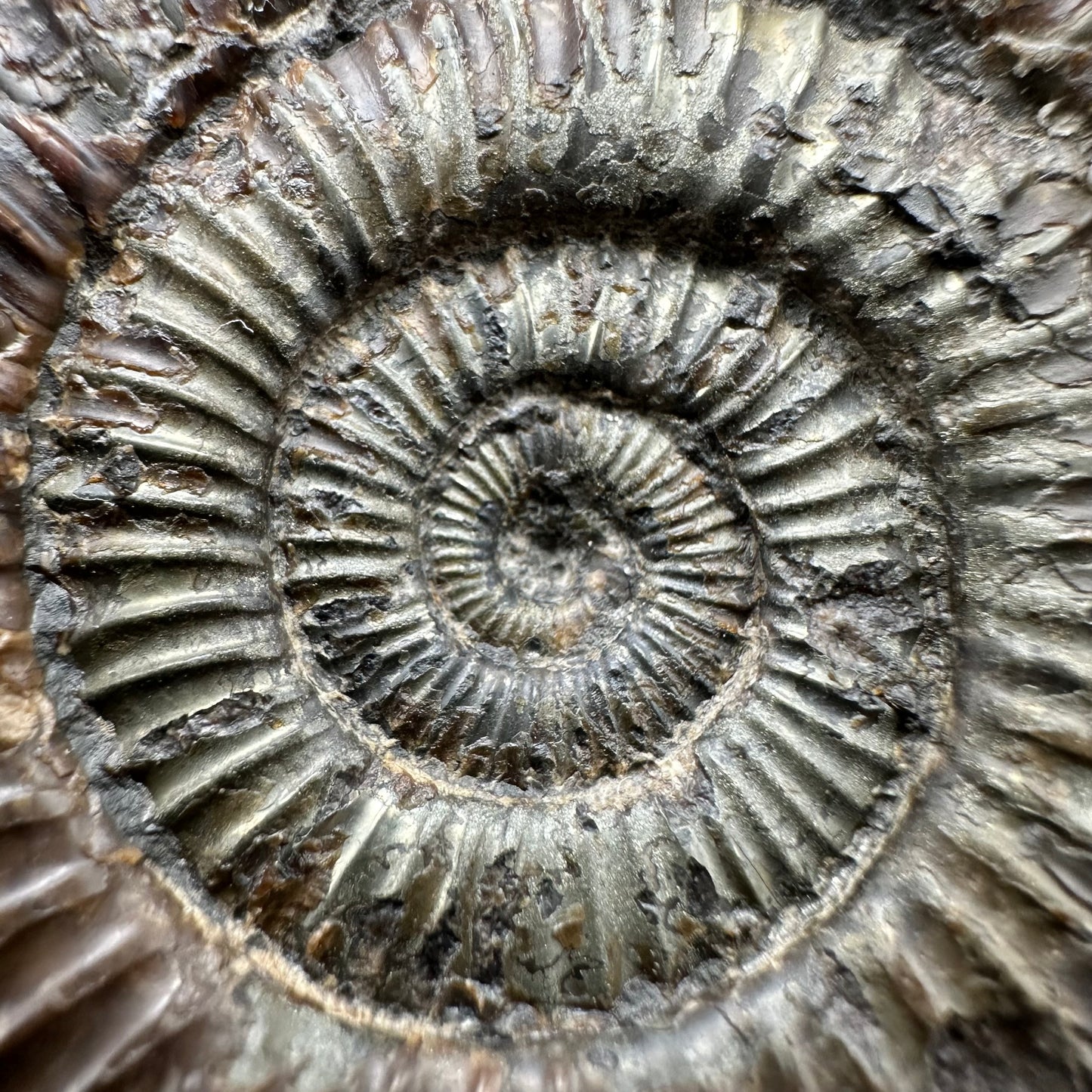 Dactylioceras Ammonite Fossil With Box And Stand - Whitby, North Yorkshire Jurassic Coast Yorkshire Fossils