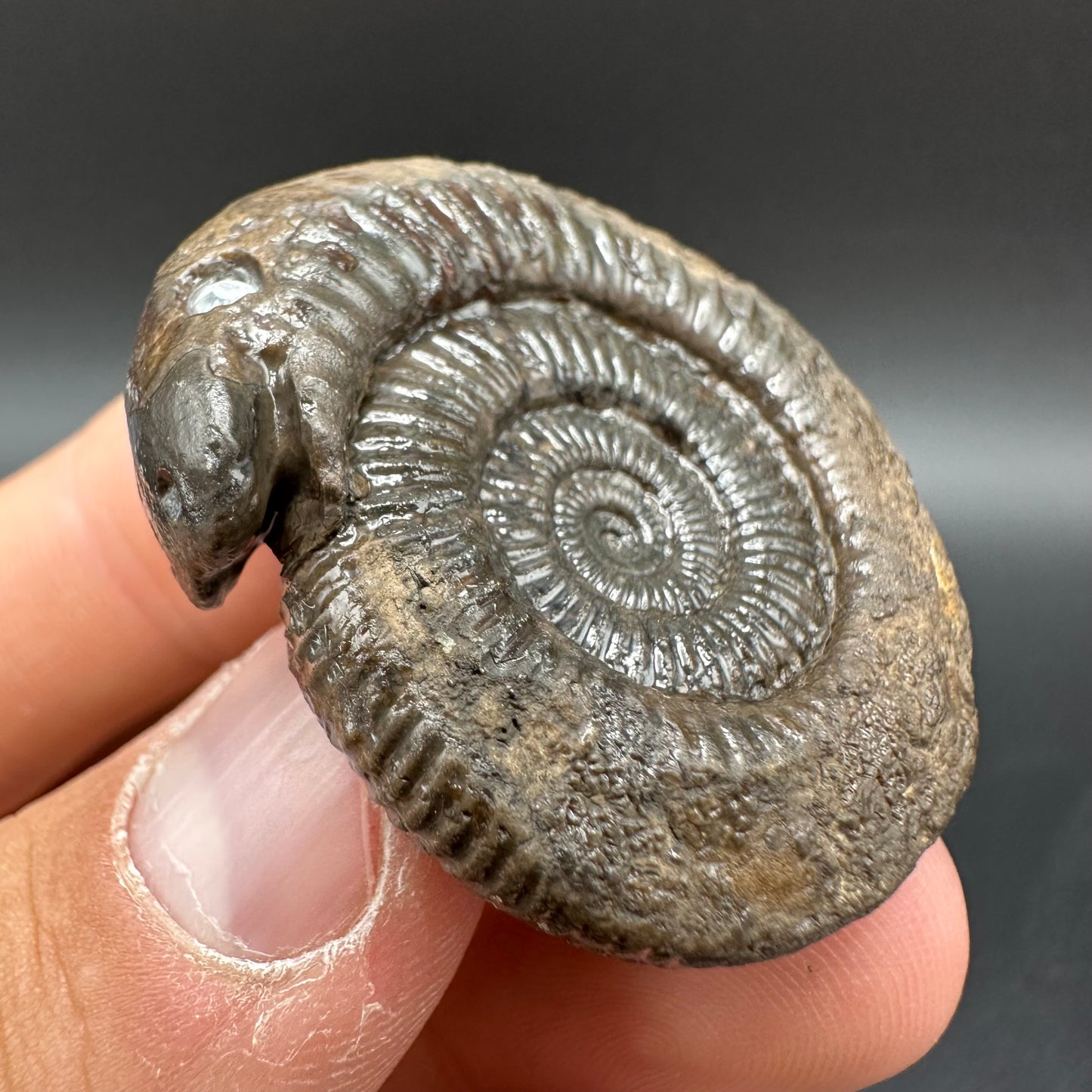 Snakestone Ammonite Fossil With Bag/Box And Stand - Whitby, North Yorkshire Jurassic Coast Yorkshire Fossils