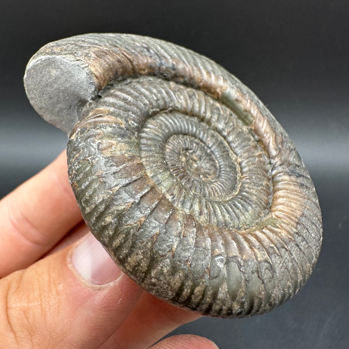Dactylioceras Ammonite Fossil With Box And Stand - Whitby, North Yorkshire Jurassic Coast Yorkshire Fossils