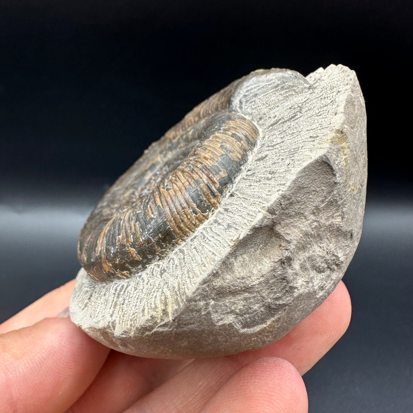 Dactylioceras tenuicostatum Ammonite fossil with box and stand - Whitby, North Yorkshire Jurassic Coast