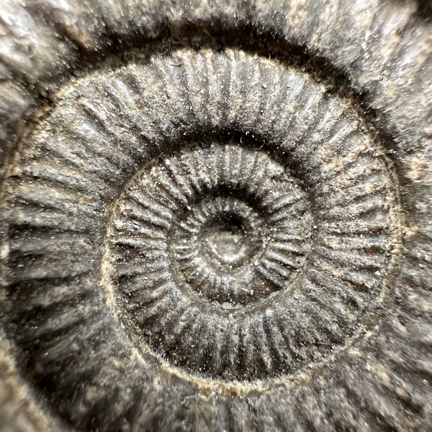 Dactylioceras Ammonite Fossil With Box And Stand - Whitby, North Yorkshire Jurassic Coast Yorkshire Fossils