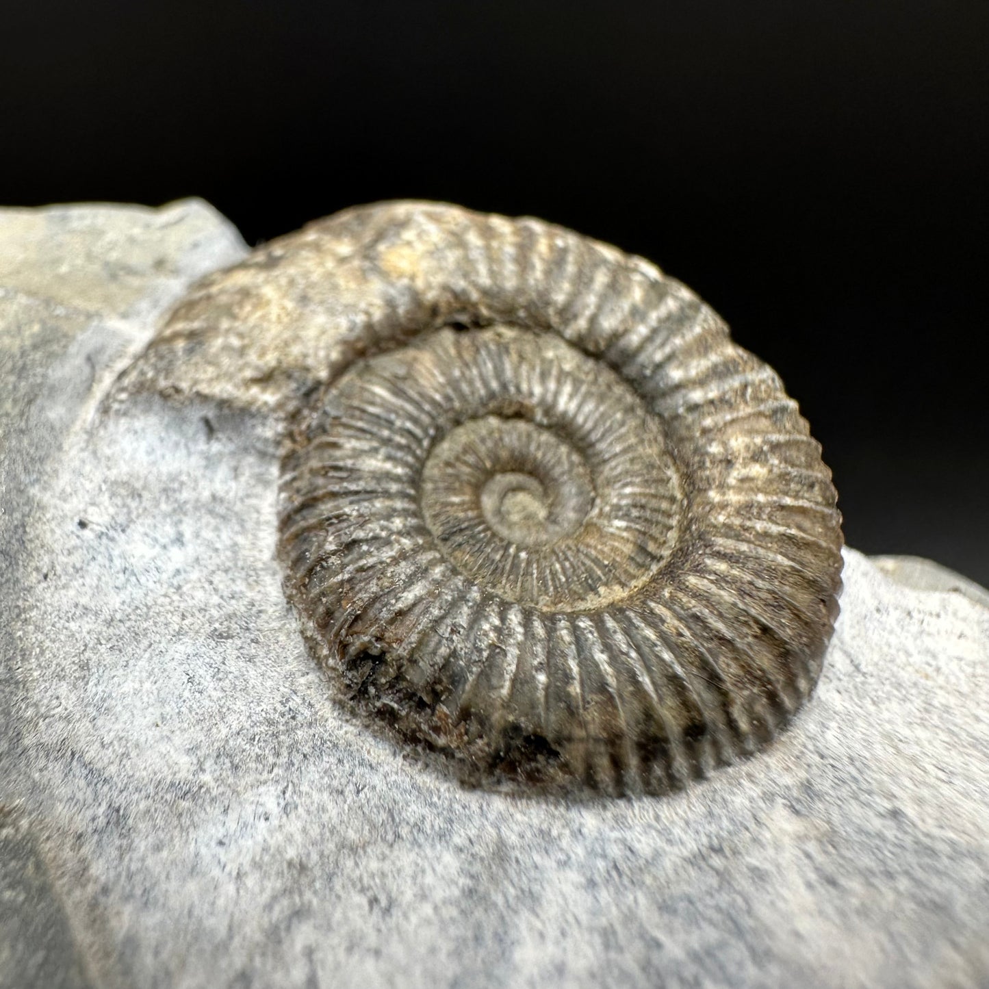 Dactylioceras Ammonite Fossil With Box And Stand - Whitby, North Yorkshire Jurassic Coast Yorkshire Fossils