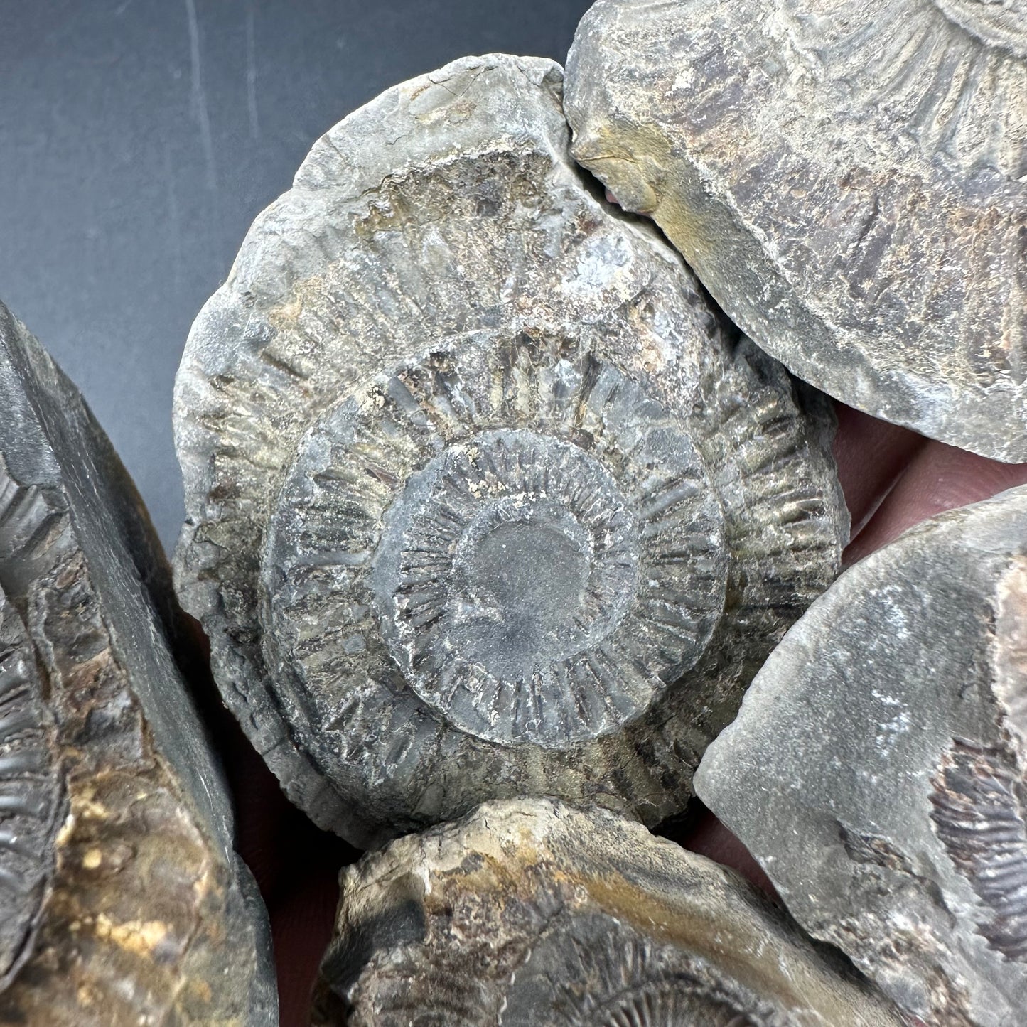 Dactylioceras imprint (negative) bundle ammonite shell fossil with box - Whitby, North Yorkshire, Yorkshire Fossils