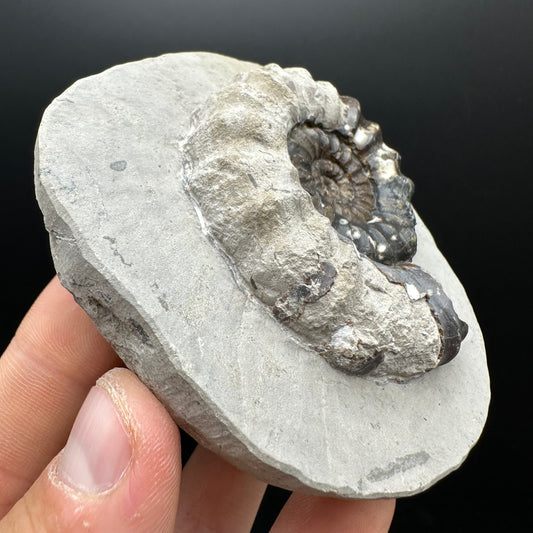 Androgynoceras maculatum ammonite fossil with box and stand - Whitby, North Yorkshire Jurassic Coast Yorkshire Fossils