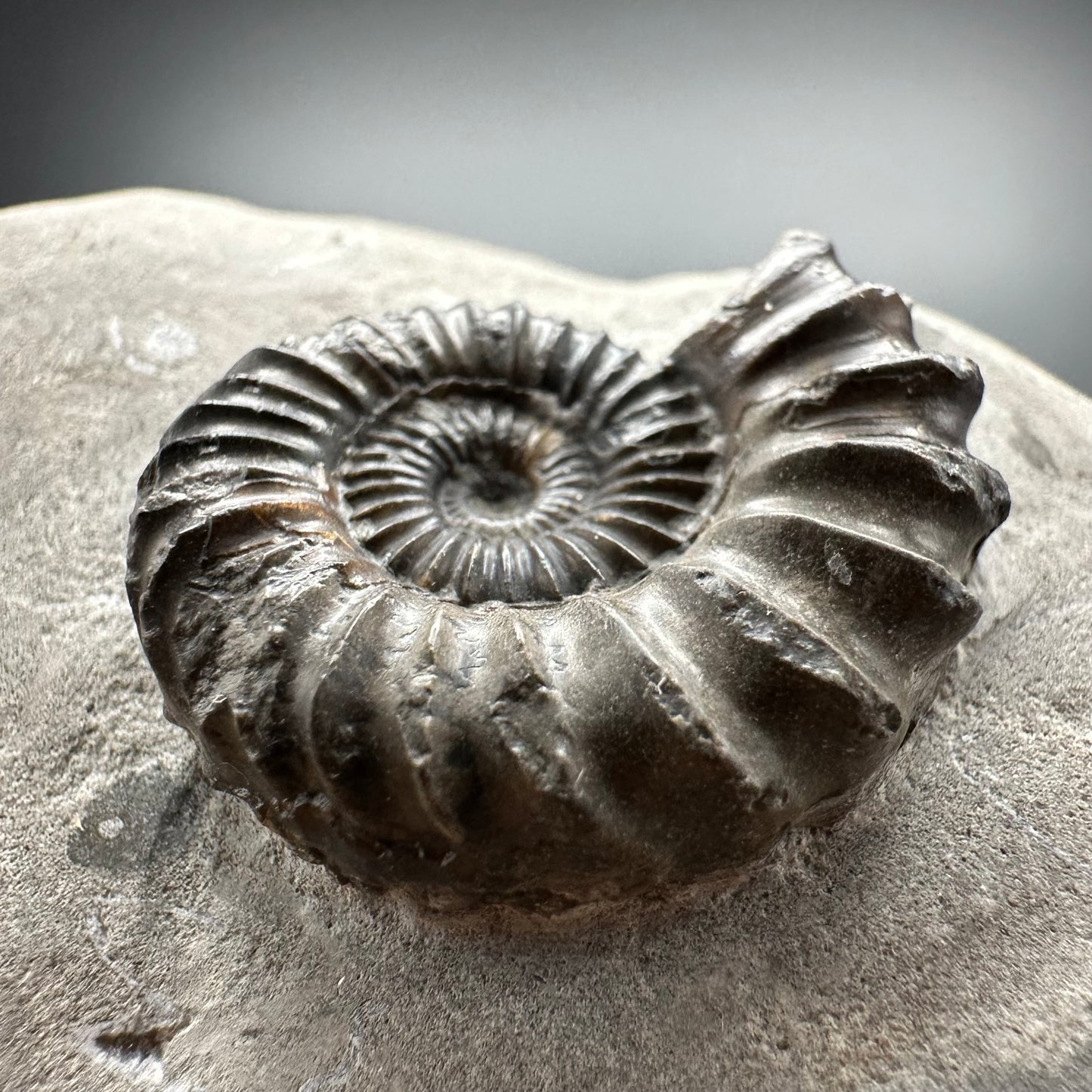 Oistoceras figulinum ammonite fossil with box and stand - Whitby, North Yorkshire Jurassic Coast Yorkshire Fossils
