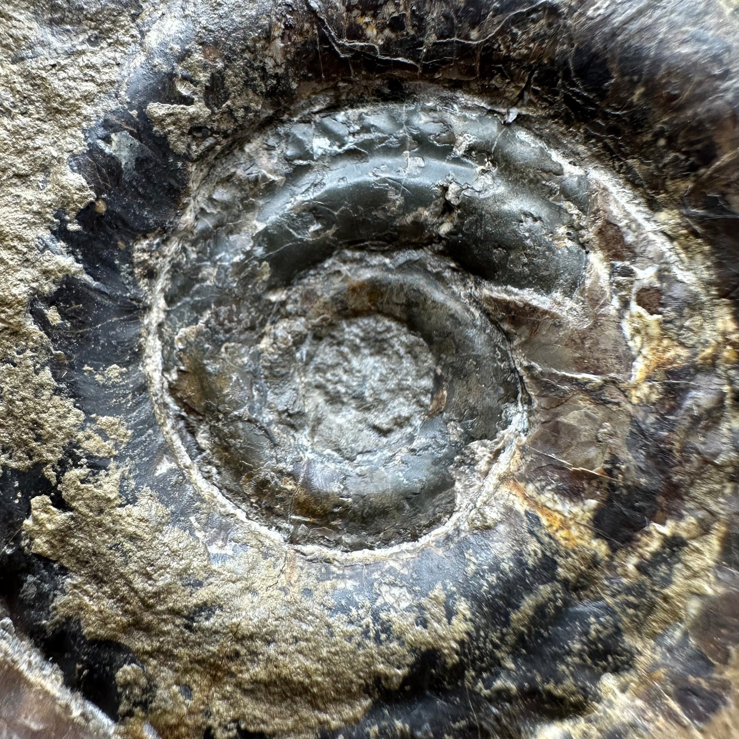 Hildoceras Bifrons Ammonite fossil with stand - Whitby, North Yorkshire Jurassic Coast, Yorkshire Fossils from the Jurassic Coast