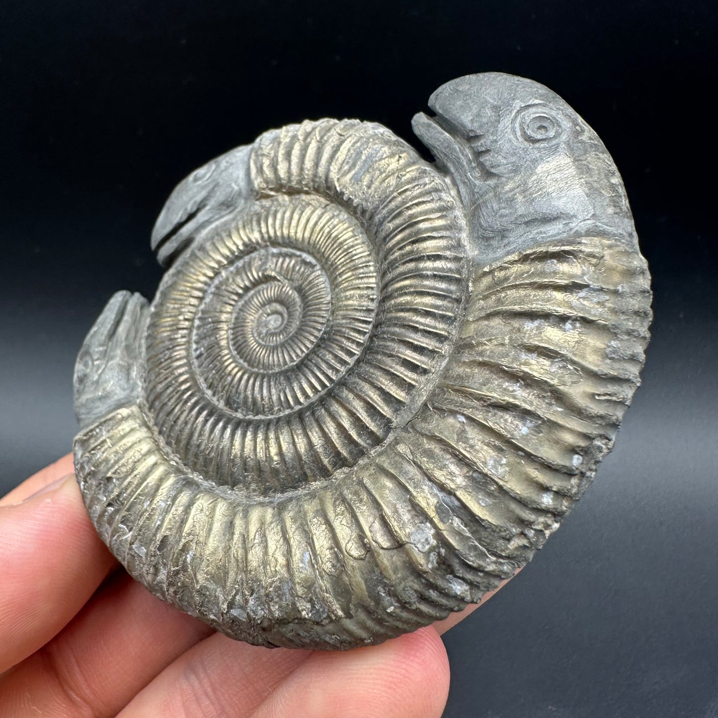 Hydra Snakestone Ammonite Fossil With Bag/Box And Stand - Whitby, North Yorkshire Jurassic Coast Yorkshire Fossils