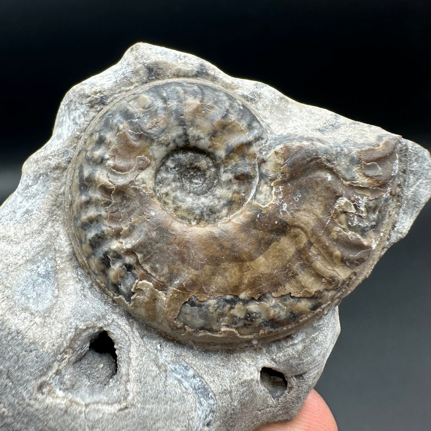 Harpoceras ammonite fossil with box and stand - Whitby, North Yorkshire Jurassic Coast Yorkshire Fossils